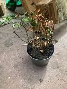 Photo of free small plant - rose? (Highbury Barn N5) #1