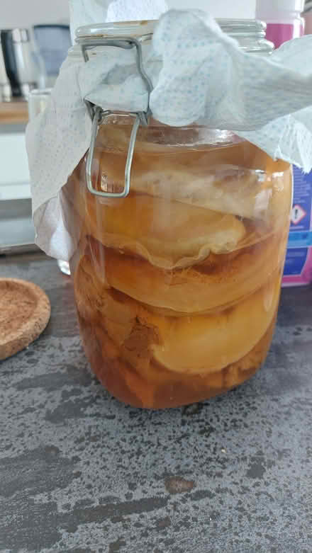 Photo of free Kombucha starter scoby (Broadsands TQ4) #1