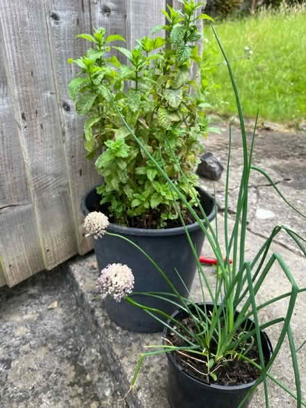 Photo of free Chive and mint plant (Bath (Bear Flat)) #1