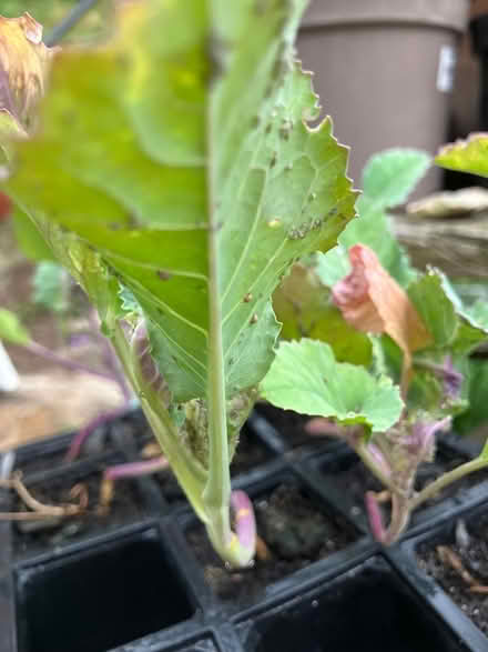 Photo of free Cauliflower plants (Chesham HP5) #2