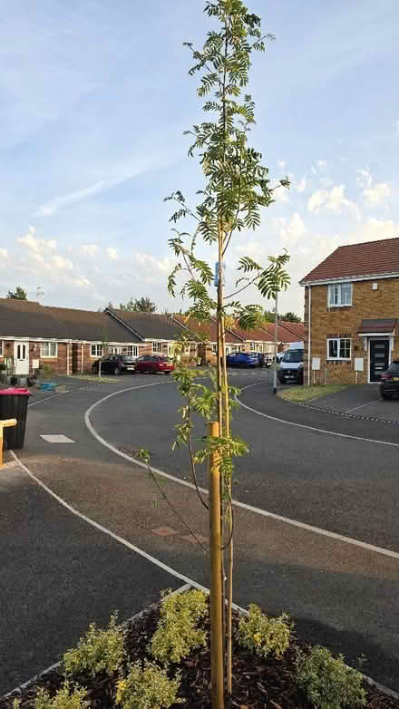 Photo of free Plants (Aston S26) #3