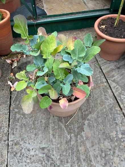 Photo of free Calabrese broccoli plants (Horsley DE21) #1