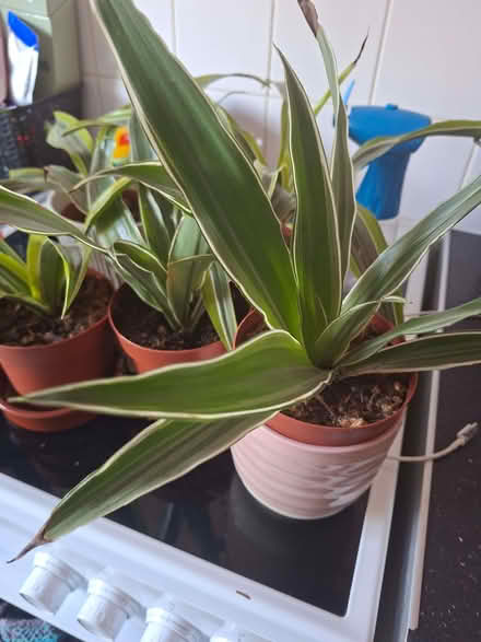 Photo of free House plants (Tuckswood NR4) #2