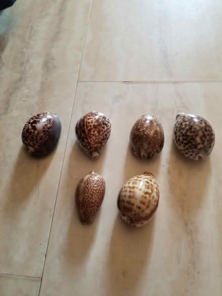 Photo of free Seashells (Hunt Club) #2