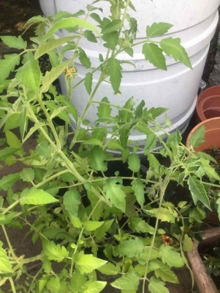 Photo of free Marmande tomato plants (Purley CR8) #1
