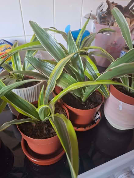 Photo of free House plants (Tuckswood NR4) #1
