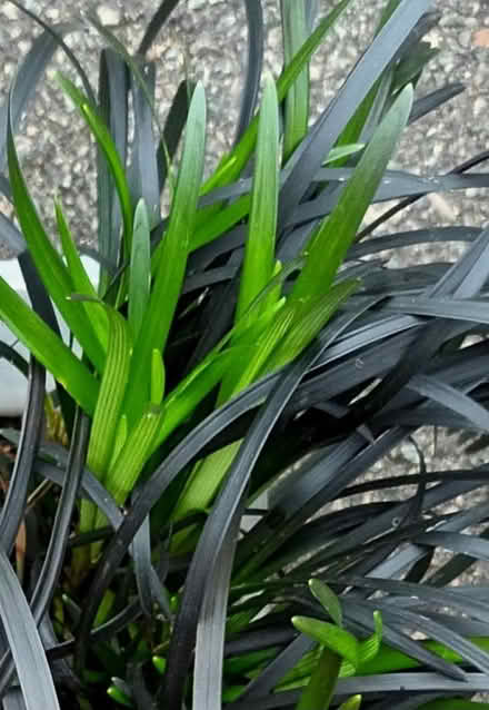 Photo of free Black leaved plant (Hockley Port B18) #2