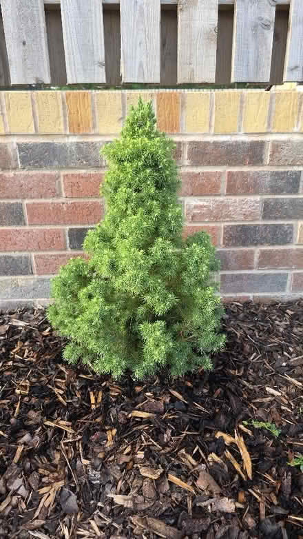 Photo of free Plants (Aston S26) #1