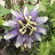 Photo of free passion flower plant, blue/purple flowers (Highbury Barn N5) #1