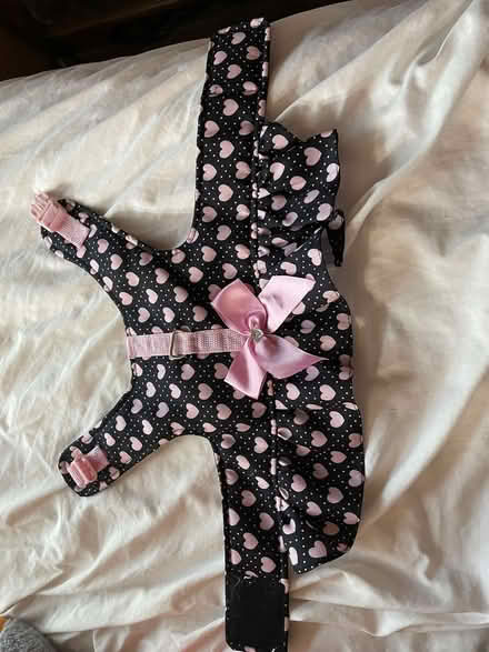 Photo of free Puppy, Small Dog clothing and a Harness (Gateacre L25) #1