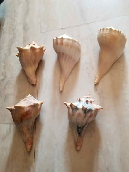 Photo of free Seashells (Hunt Club) #3