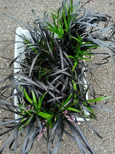 Photo of free Black leaved plant (Hockley Port B18) #1