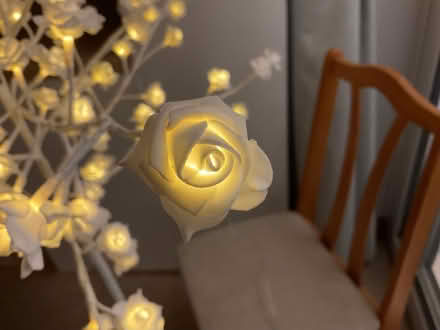 Photo of free Rose standard light (Mottingham) #3