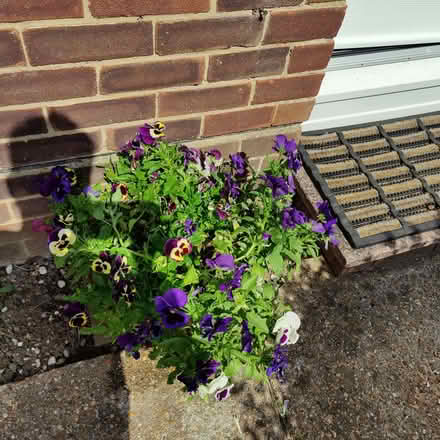 Photo of free Pansies (Hillyfields SO16) #1