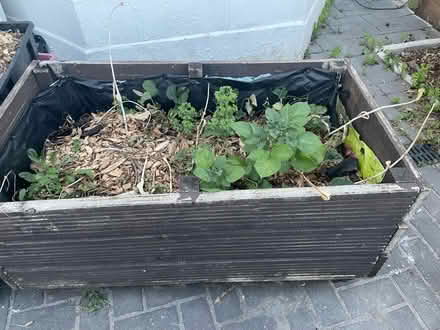 Photo of free Planter with soil/ plants (Merton SW20) #2