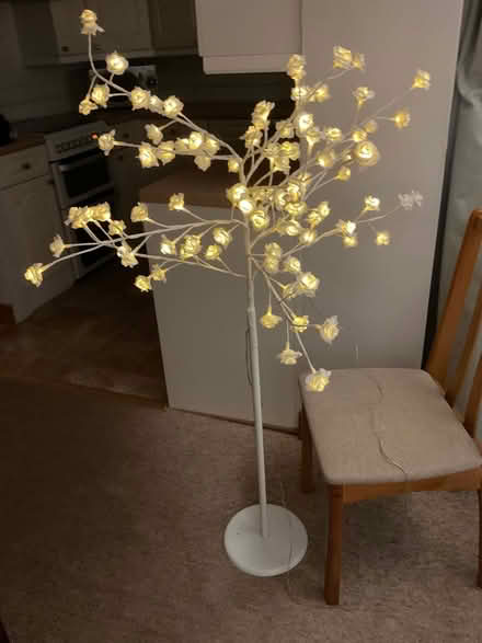 Photo of free Rose standard light (Mottingham) #2