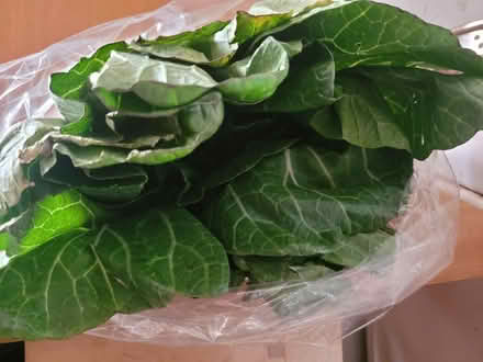 Photo of free Bok Choy and Other Groceries (Oakland) #1