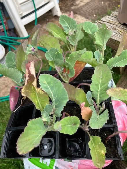 Photo of free Cauliflower plants (Chesham HP5) #1