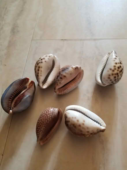 Photo of free Seashells (Hunt Club) #1