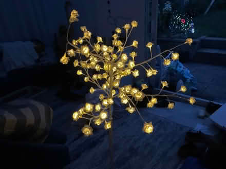 Photo of free Rose standard light (Mottingham) #1