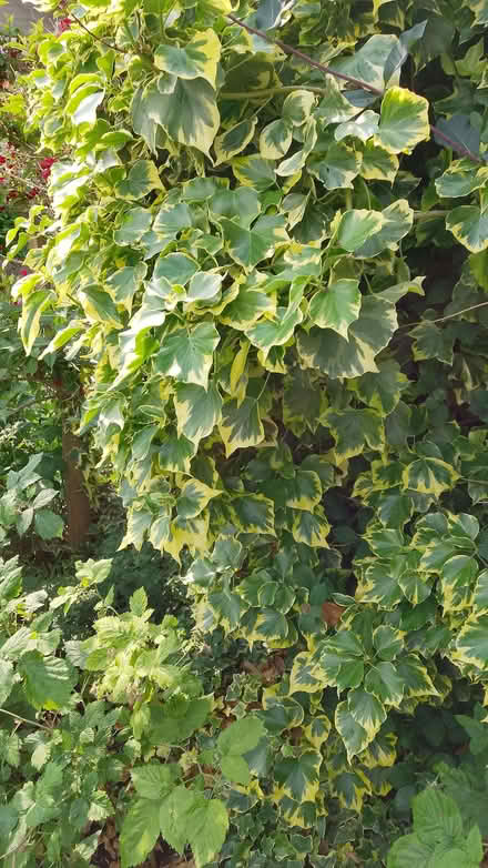 Photo of free Variegated ivy (Frome BA11) #1