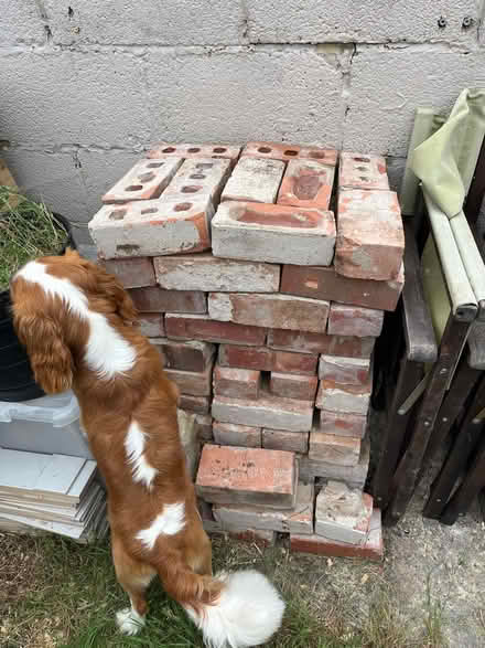 Photo of free House Bricks (approx 110) (Ashcott- TA7) #1