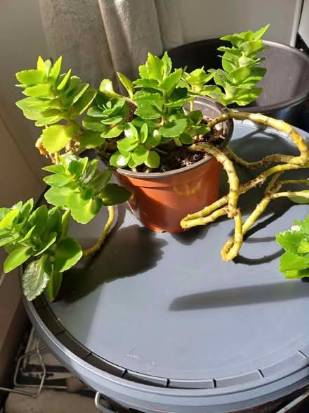 Photo of free Succulent house plant (Morley DE21) #1