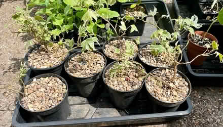 Photo of free White & green small-leaved ivy (Hatfield AL10) #1