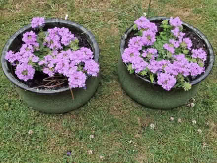 Photo of free 2 glazed terracotta pots complete with flowers! (Enborne Row RG14) #2