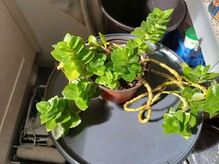 Photo of free Succulent house plant (Morley DE21) #2