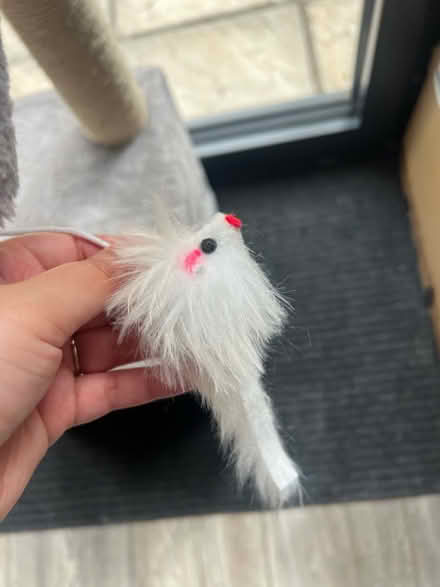 Photo of free Cat/kitten scratcher (UB6) #2