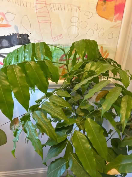 Photo of free Large Houseplant around 4ft high (Weighbridge FK9) #2