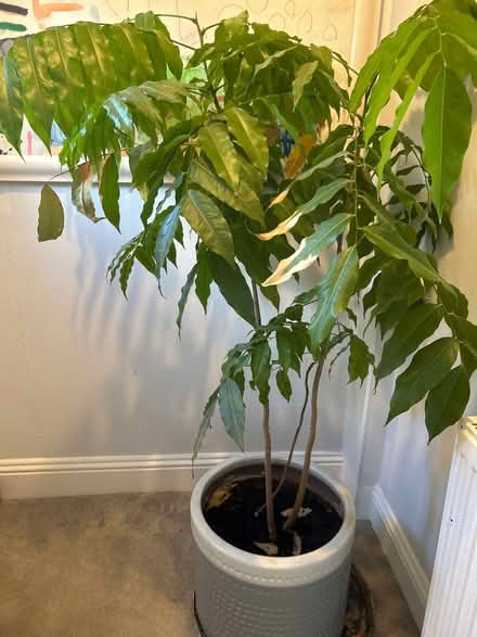 Photo of free Large Houseplant around 4ft high (Weighbridge FK9) #4