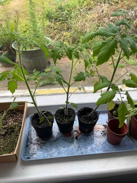 Photo of free 3 cherry tomato plants (Ch496lu) #1