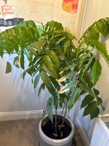Photo of free Large Houseplant around 4ft high (Weighbridge FK9) #1