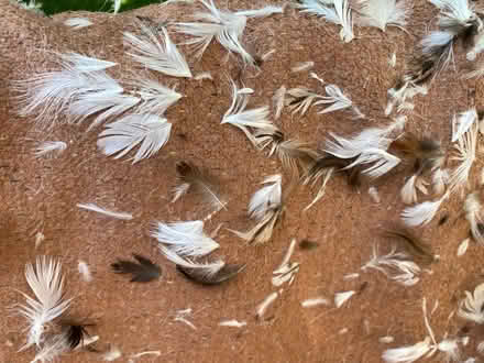 Photo of free Two bags of down feathers (Gordonsville) #1