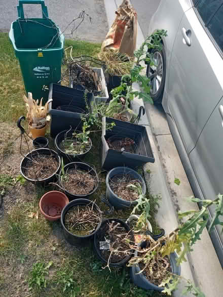 Photo of free pots / dirt / plants in it (Milton) #1
