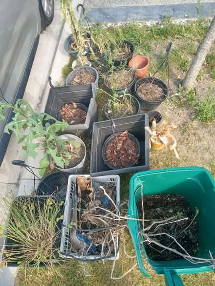 Photo of free pots / dirt / plants in it (Milton) #2