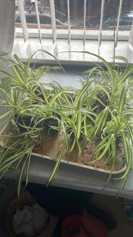 Photo of free Spider plants (Ch496lu) #1