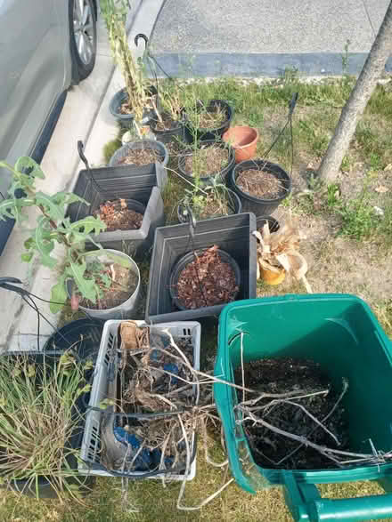 Photo of free pots / dirt / plants in it (Milton) #3