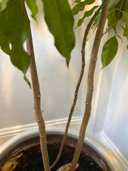 Photo of free Large Houseplant around 4ft high (Weighbridge FK9) #3