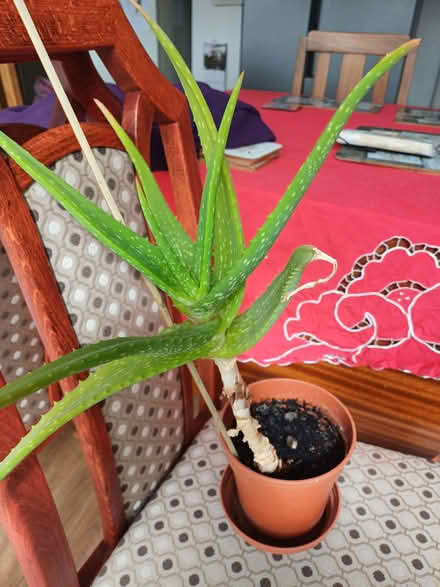 Photo of free Succulent plant (Morley DE21) #1