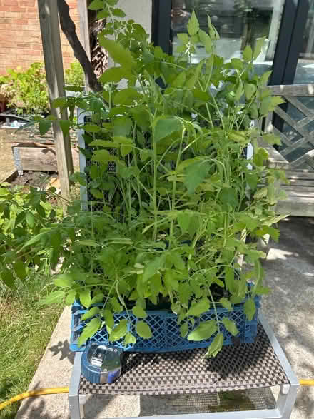 Photo of free Cherry Tomato plants (TW2 whitton) #1