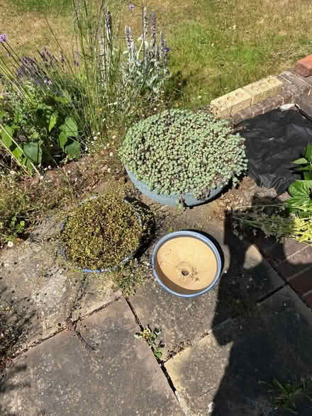 Photo of free Planters (Lymington SO41) #1