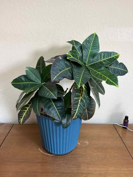 Photo of free Healthy croton plant (Dutch Ridge/Littleton) #1