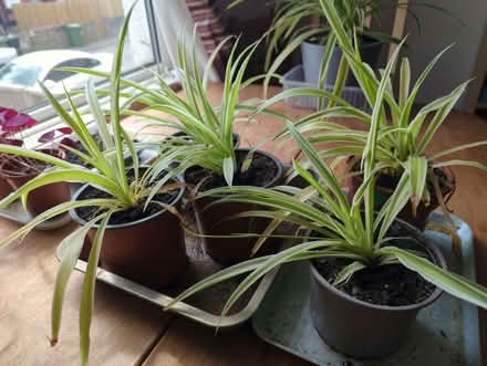 Photo of free Spider plants (East End Park LS9) #1