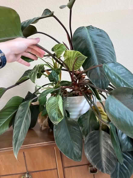 Photo of free Two plants in one (Dutch Ridge/Littleton) #2