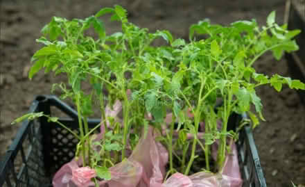 Photo of free Tomato plants (69th Ave btw 60th Ln & 60th st) #1