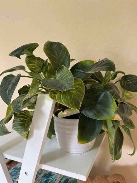 Photo of free Small health plant (Dutch Ridge/Littleton) #1