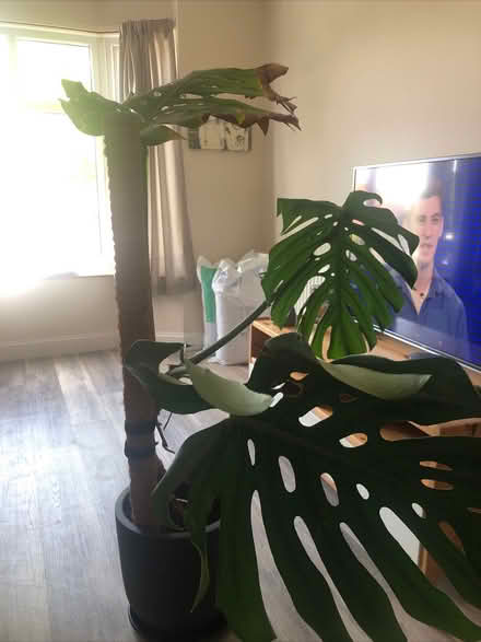 Photo of free Monstera plant (Parson's Heath CO4) #1